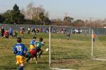 C-Elephants  0039_resize